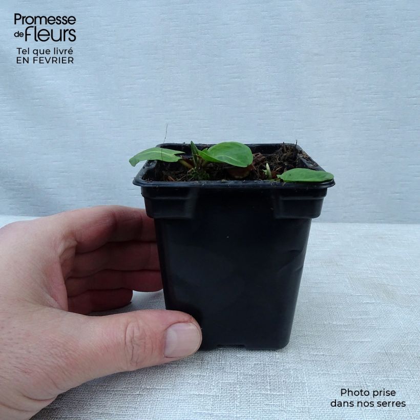 Rumex arifolius 8/9 cm pot sample as delivered in winter