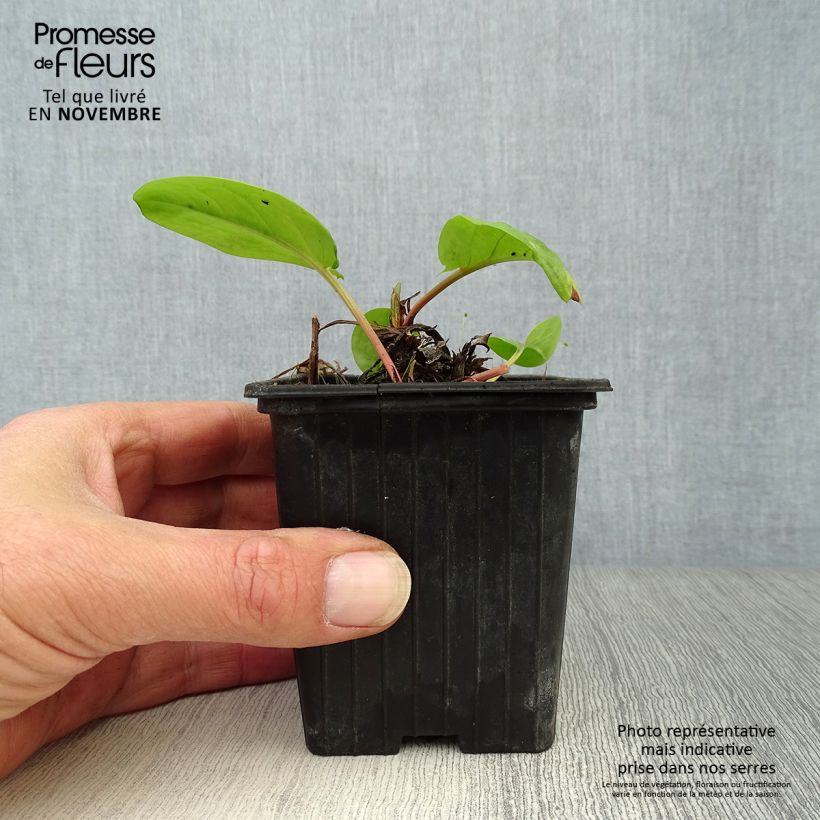 Rumex arifolius 8/9 cm pot sample as delivered in autumn