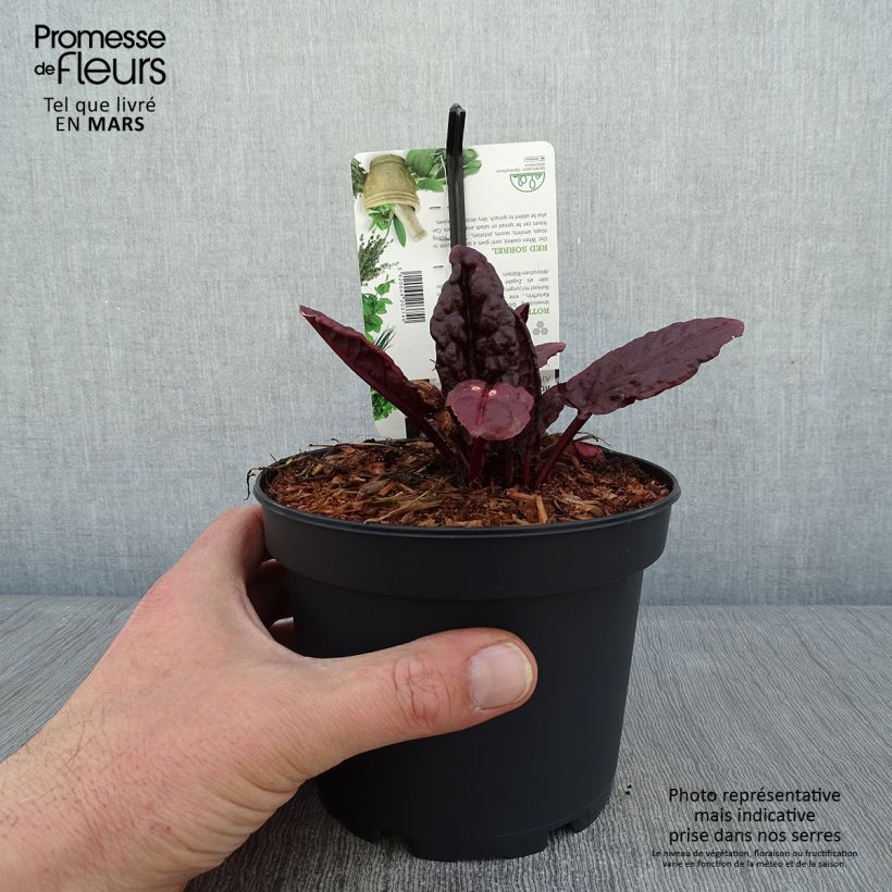 Rumex arifolius Ruber 1.5L/2L pot sample as delivered in winter