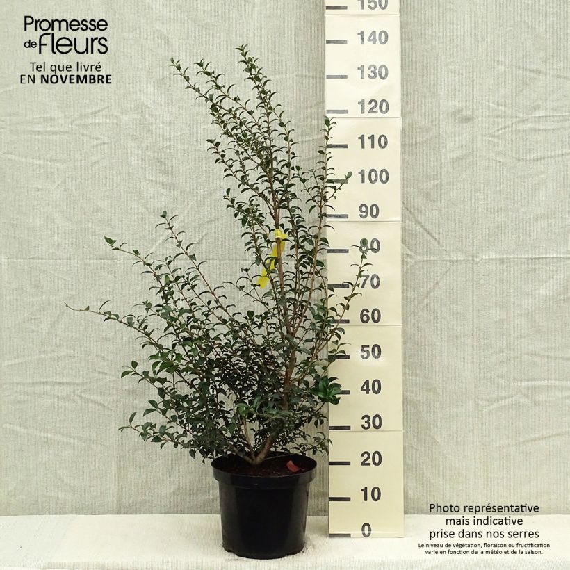 Osmanthus burkwoodii 6L/7L pot sample as delivered in autumn