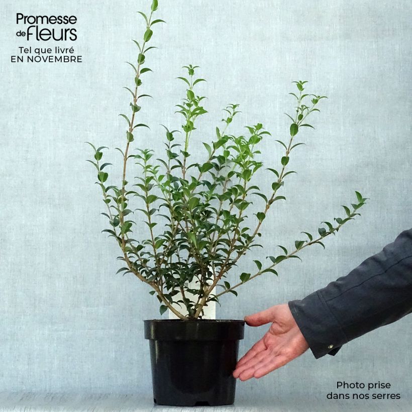 Osmanthus burkwoodii 2L/3L pot sample as delivered in autumn