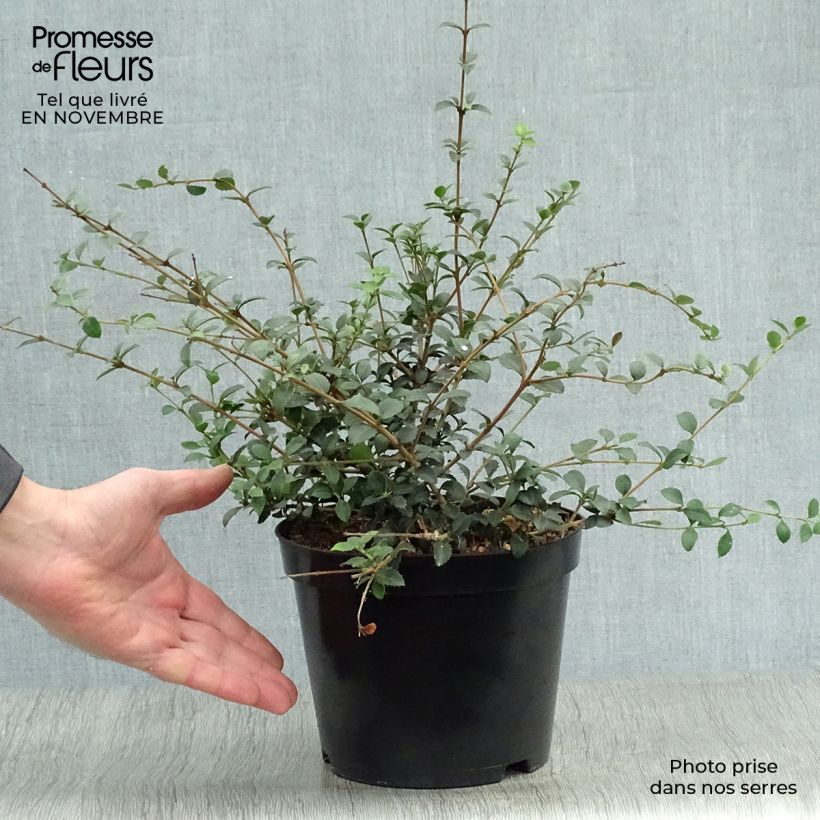 Osmanthus delavayi 2L/3L pot sample as delivered in autumn