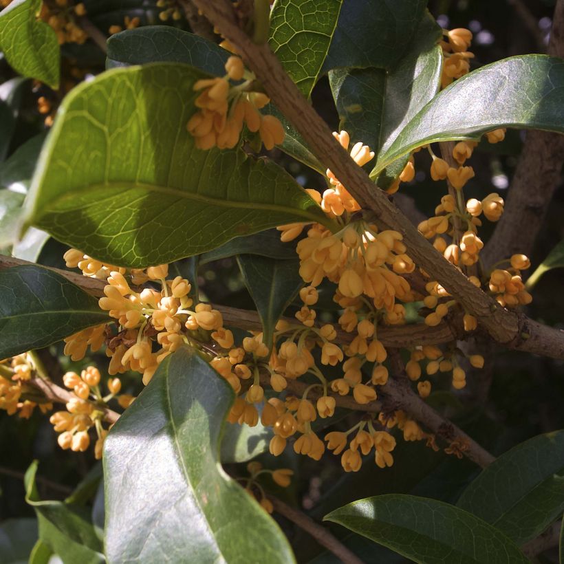 Osmanthus fragrans f. aurantiacus (Flowering)