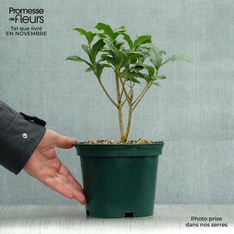 Osmanthus fragrans f. aurantiacus 2L/3L pot sample as delivered in autumn