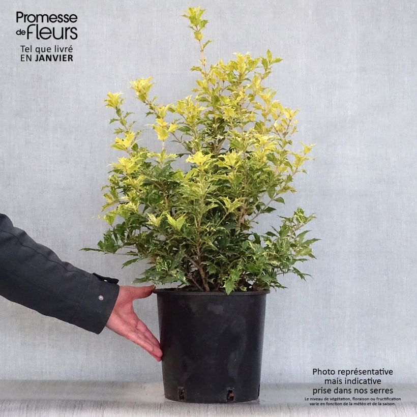 Osmanthus heterophyllus tricolor 7.5L/10L pot sample as delivered in winter