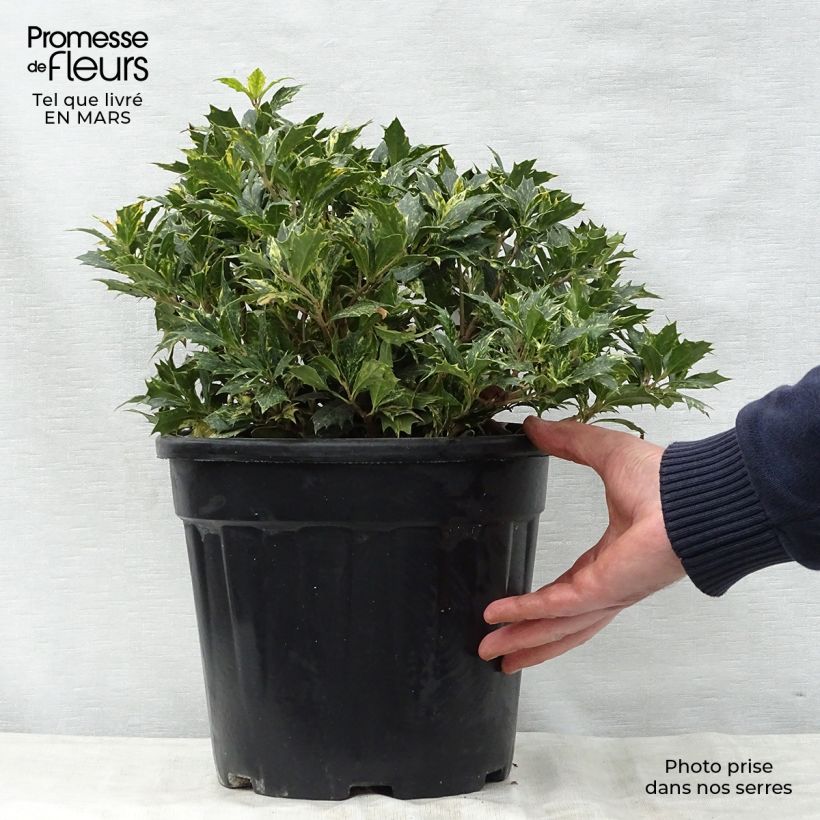 Osmanthus heterophyllus tricolor 7.5L/10L pot sample as delivered in spring
