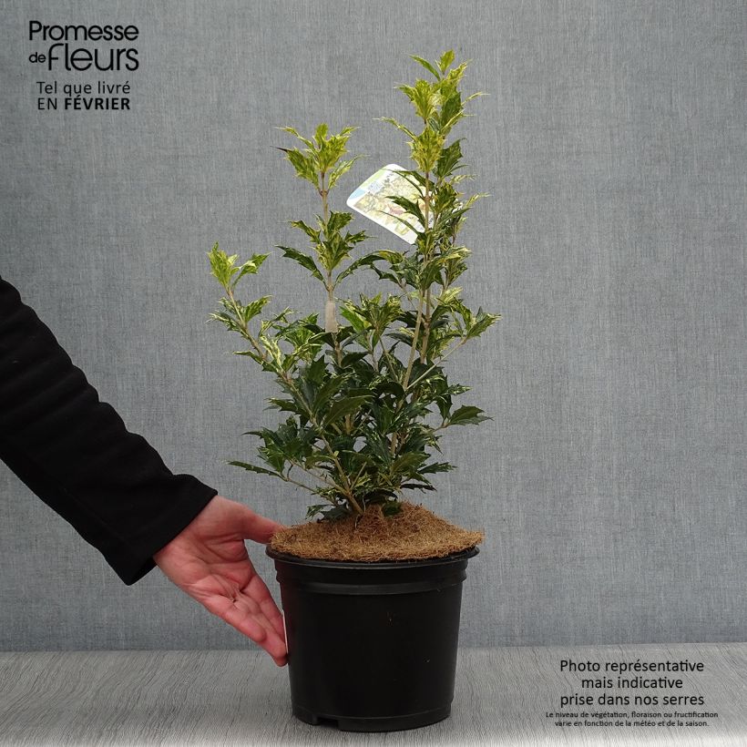 Osmanthus heterophyllus tricolor 4L/5L pot sample as delivered in winter