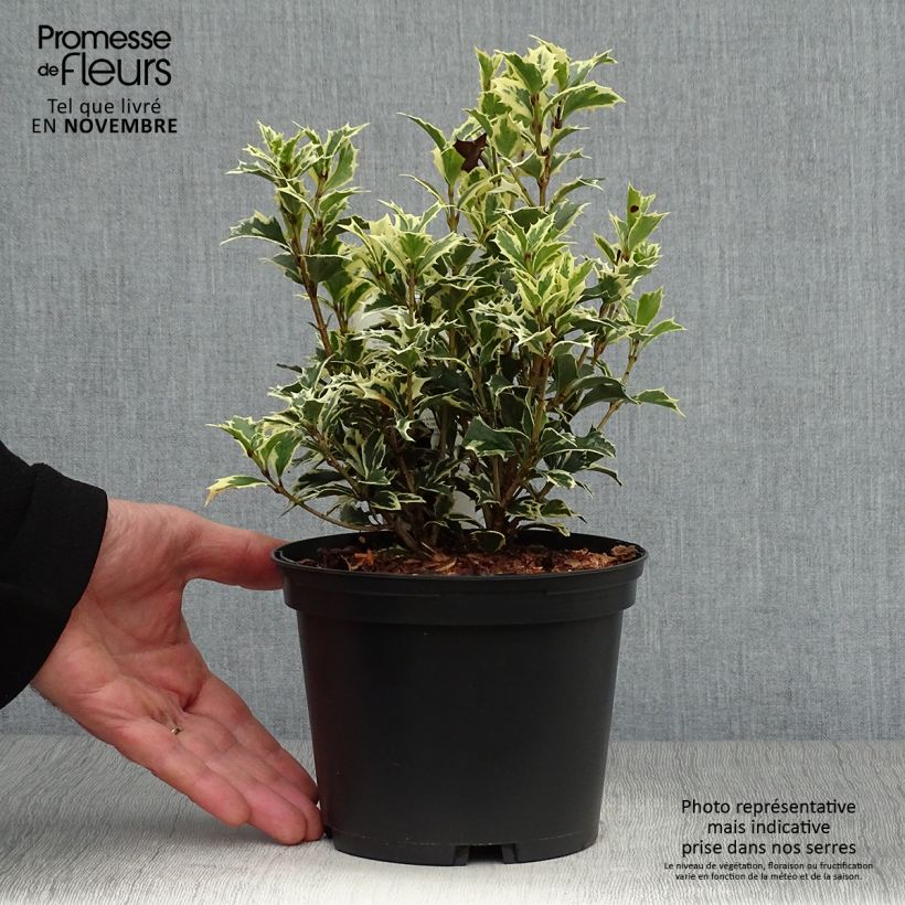 Osmanthus heterophyllus Variegatus 2L/3L pot sample as delivered in autumn