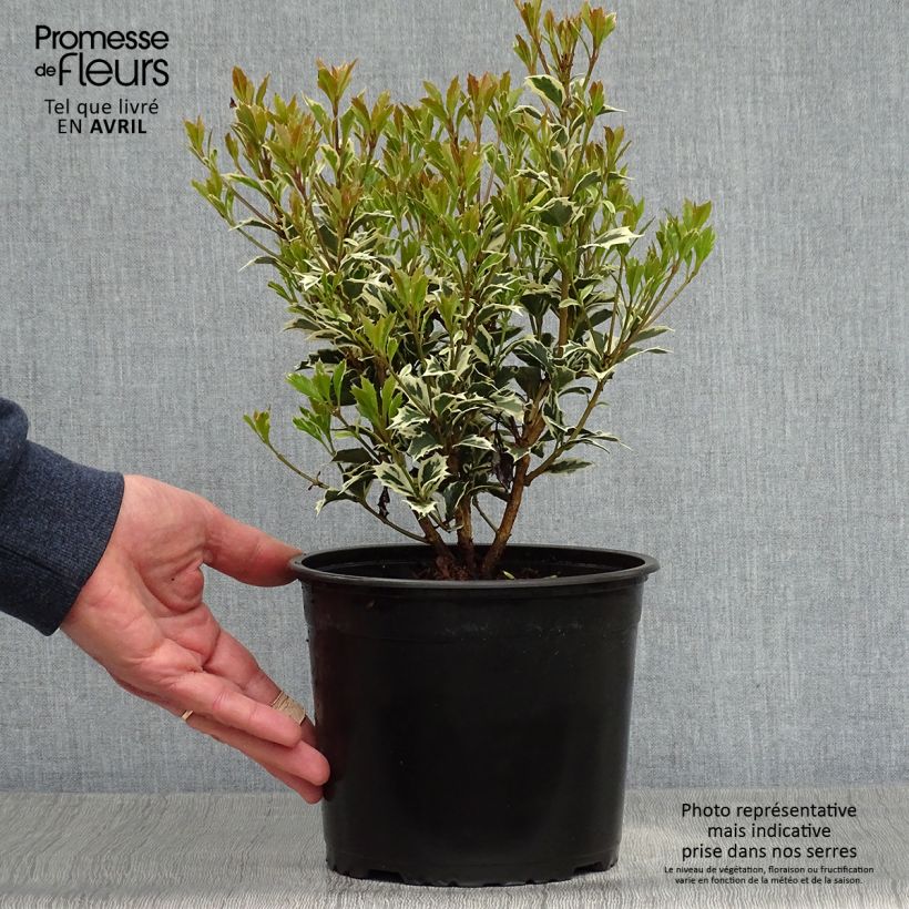 Osmanthus heterophyllus Variegatus 2L/3L pot sample as delivered in spring