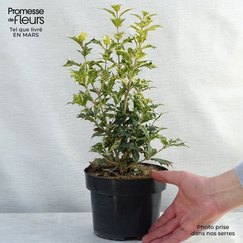 Osmanthus heterophyllus tricolor 2L/3L pot sample as delivered in spring
