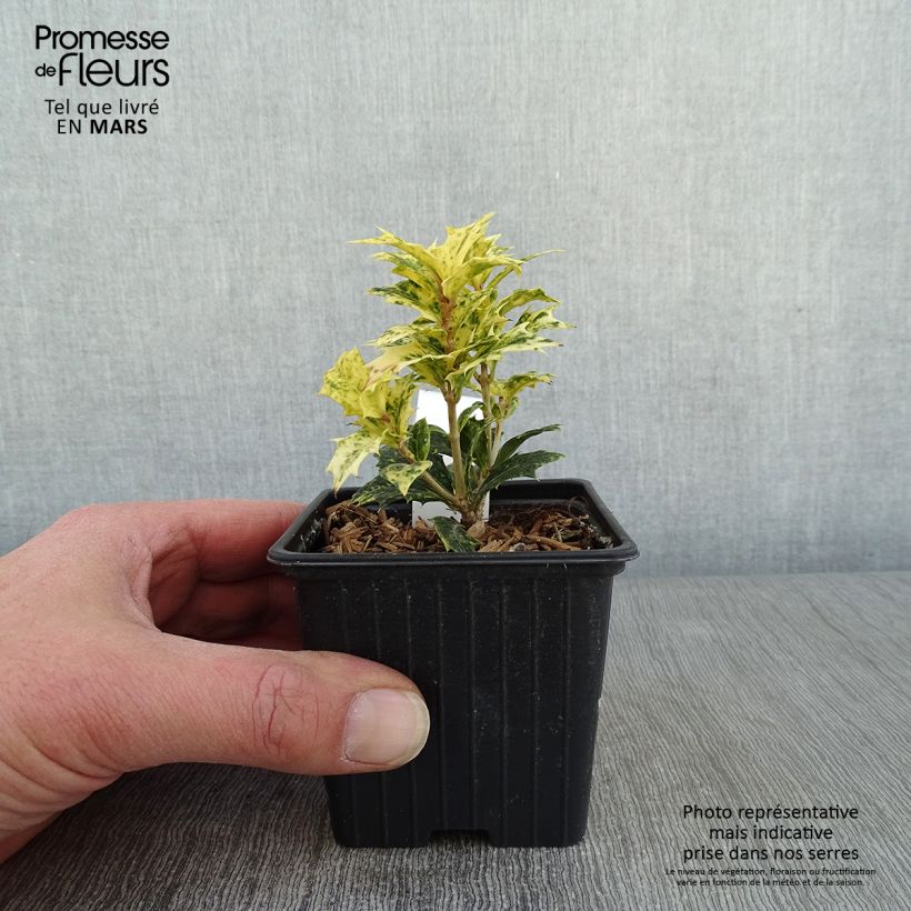 Osmanthus heterophyllus tricolor 8/9 cm pot sample as delivered in winter