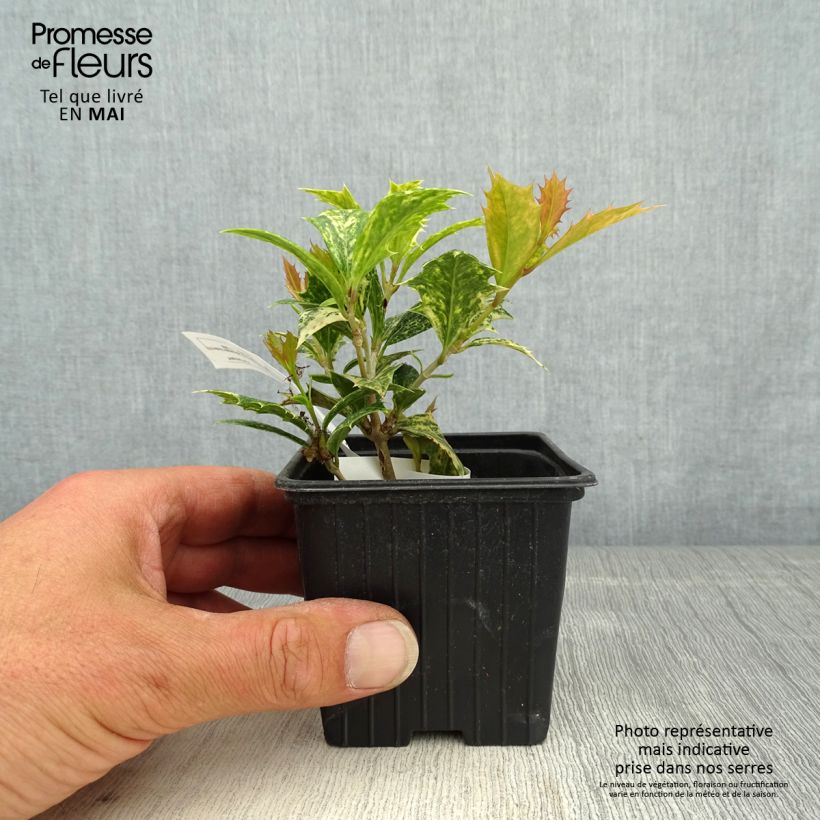Osmanthus heterophyllus tricolor 8/9 cm pot sample as delivered in spring