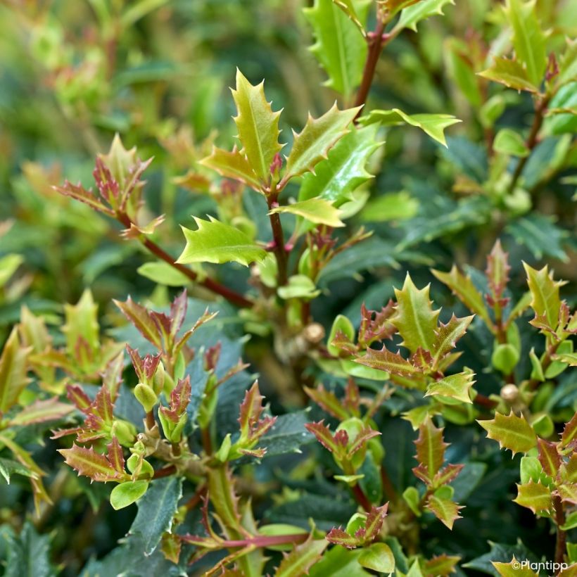 Osmanthus heterophyllus Perfume Party - Holly olive (Foliage)