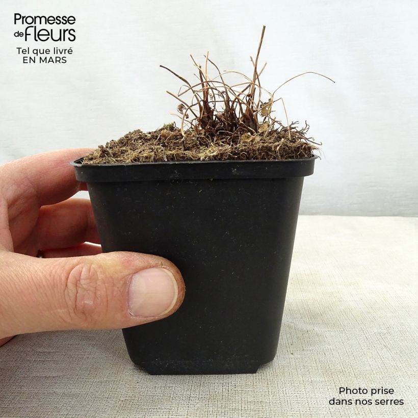 Osmunda japonica - Japanese Royal Fern 8/9 cm pot sample as delivered in spring