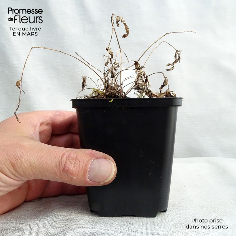 Osmunda regalis - Royal Fern 8/9 cm pot sample as delivered in spring