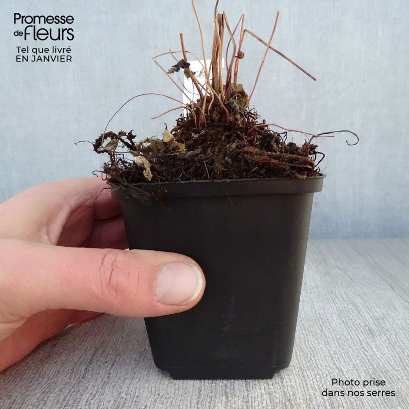 Osmunda regalis Purpurascens - Royal Fern 8/9 cm pot sample as delivered in winter