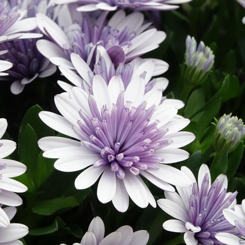 Osteospermum ecklonis 3D Steel Blue - Cape daisy (Flowering)