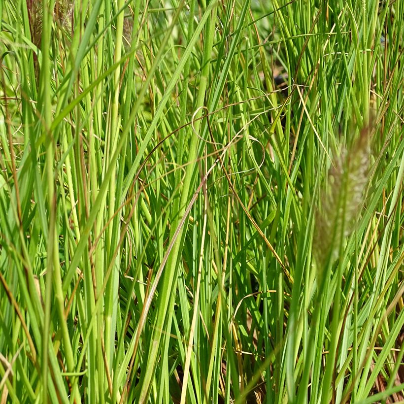 Pennisetum alopecuroïdes Cassian (Foliage)