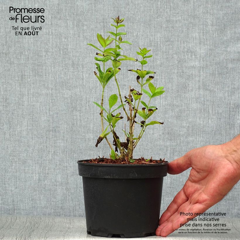 Phlox paniculata Amethyst 2L/3L pot sample as delivered in summer
