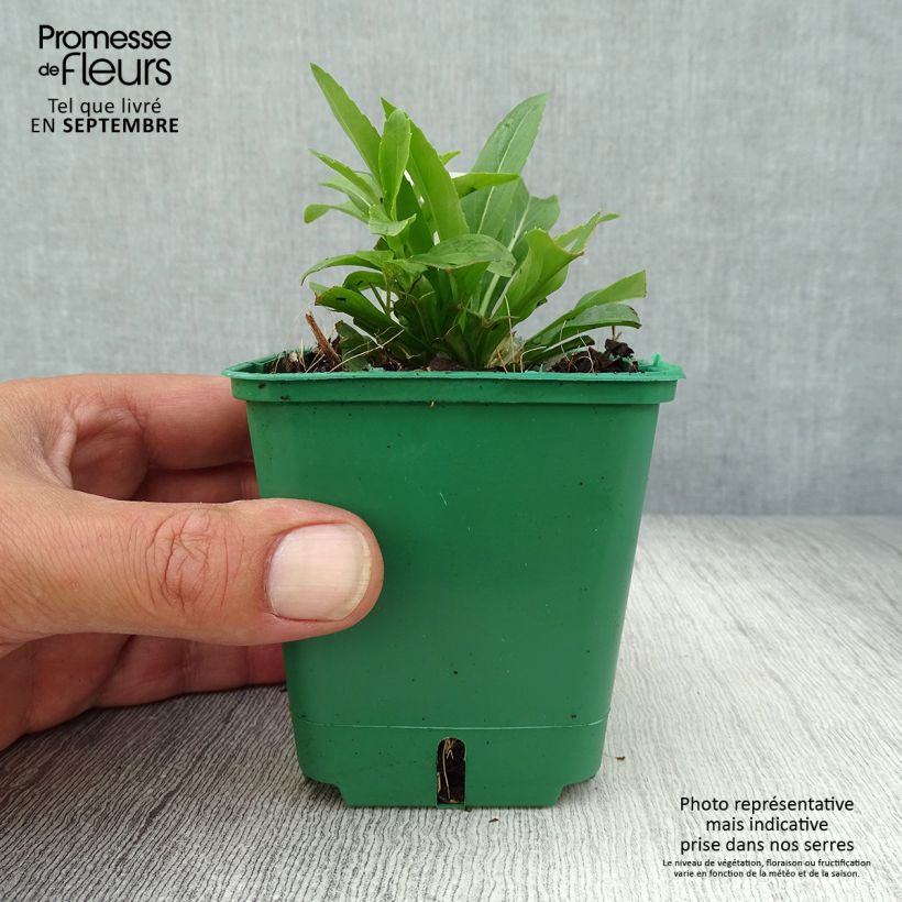Physostegia virginiana Alba - Obedient Plant 8/9 cm pot sample as delivered in autumn