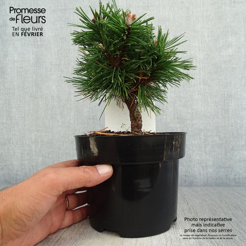 Pinus mugo Benjamin - Dwarf Mountain Pine 2L/3L pot sample as delivered in autumn