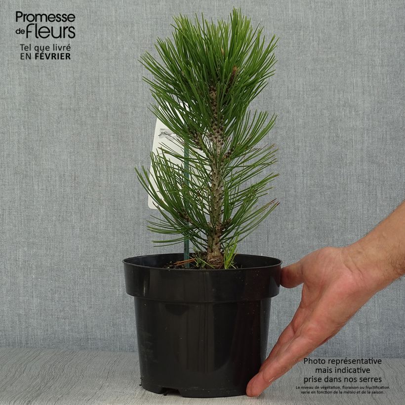 Pinus heldreichii Malinkii - Bosnian Pine 2L/3L pot sample as delivered in autumn