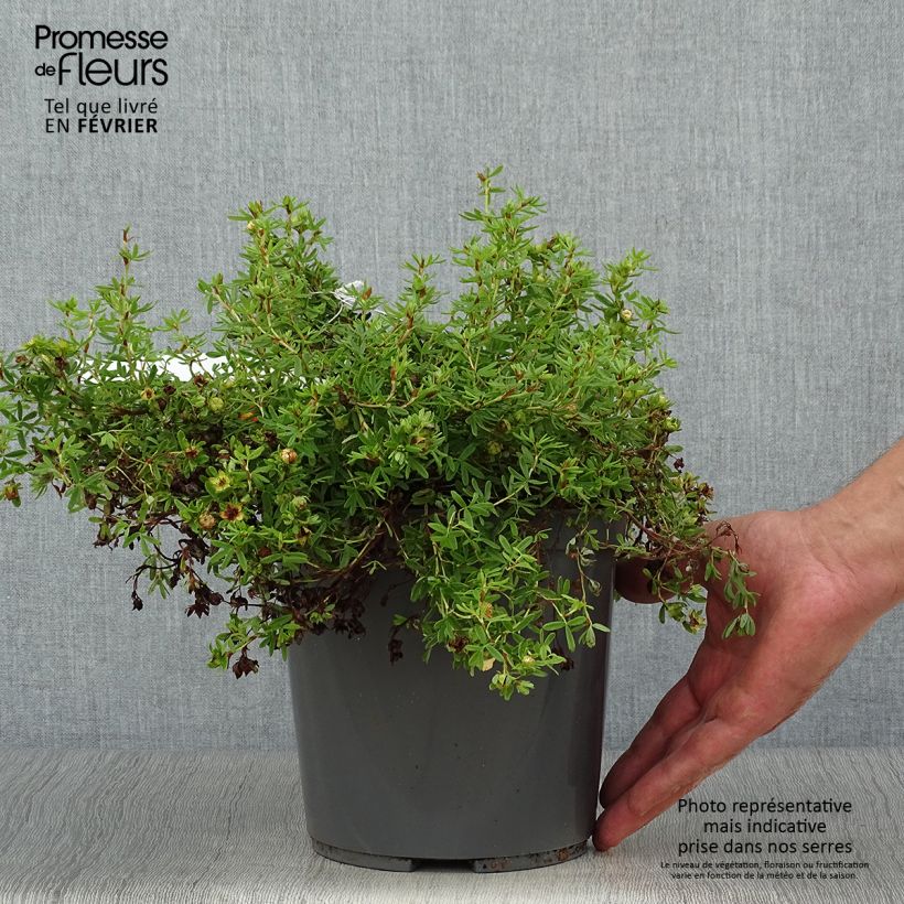 Potentilla fruticosa Red Joker - Shrubby Cinquefoil 3L/4L pot sample as delivered in autumn