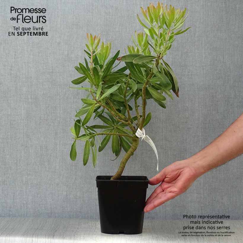Protea neriifolia (x) susannae Pink Ice 4L/5L pot sample as delivered in autumn