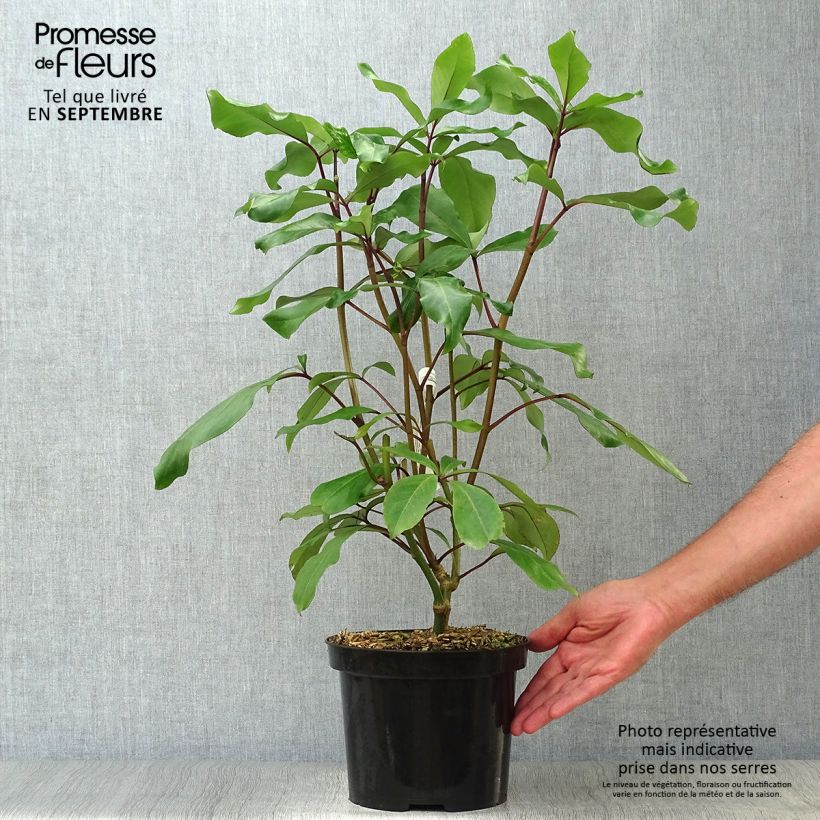 Pseudopanax laetus 3L/4L pot sample as delivered in autumn