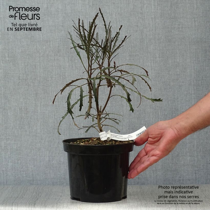 Pseudopanax lessonii Bronze Eagle 3L/4L pot sample as delivered in autumn