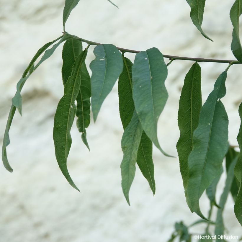 Prunus persica Golden Caesar - Peach tree (Foliage)