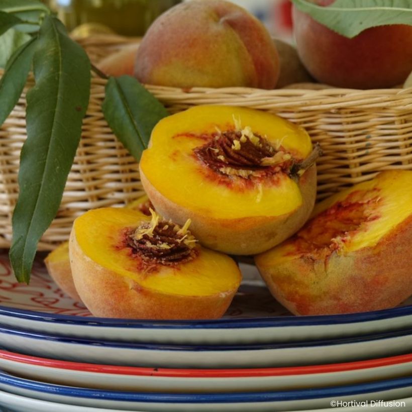 Prunus persica Golden Caesar - Peach tree (Harvest)