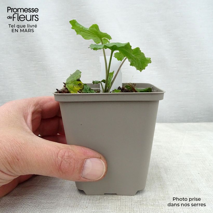 Pachyphragma macrophyllum 8/9 cm pot sample as delivered in spring