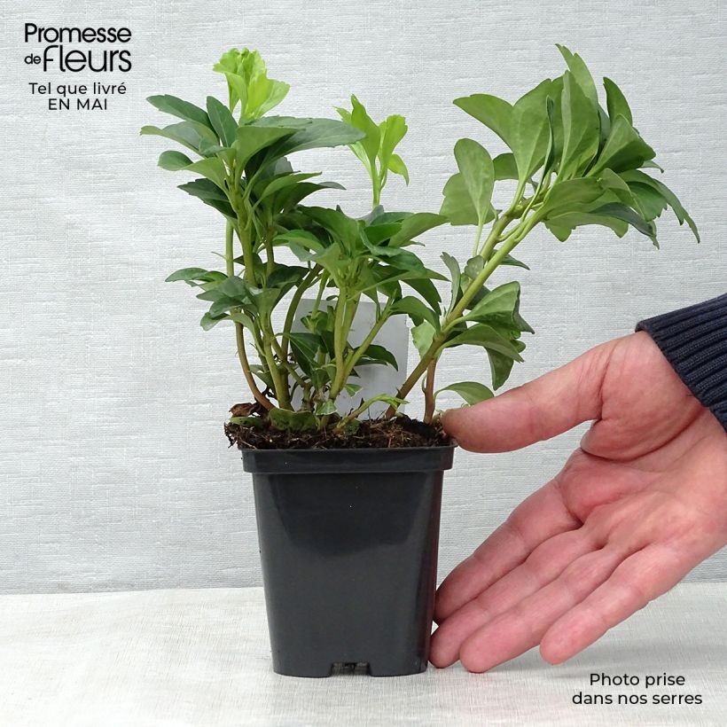 Pachysandra terminalis - Japanese Spurge 8/9 cm pot sample as delivered in spring