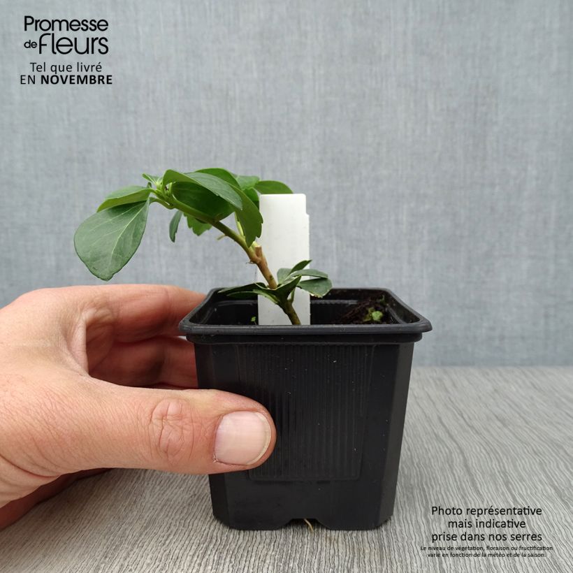 Pachysandra terminalis - Japanese Spurge 8/9 cm pot sample as delivered in autumn