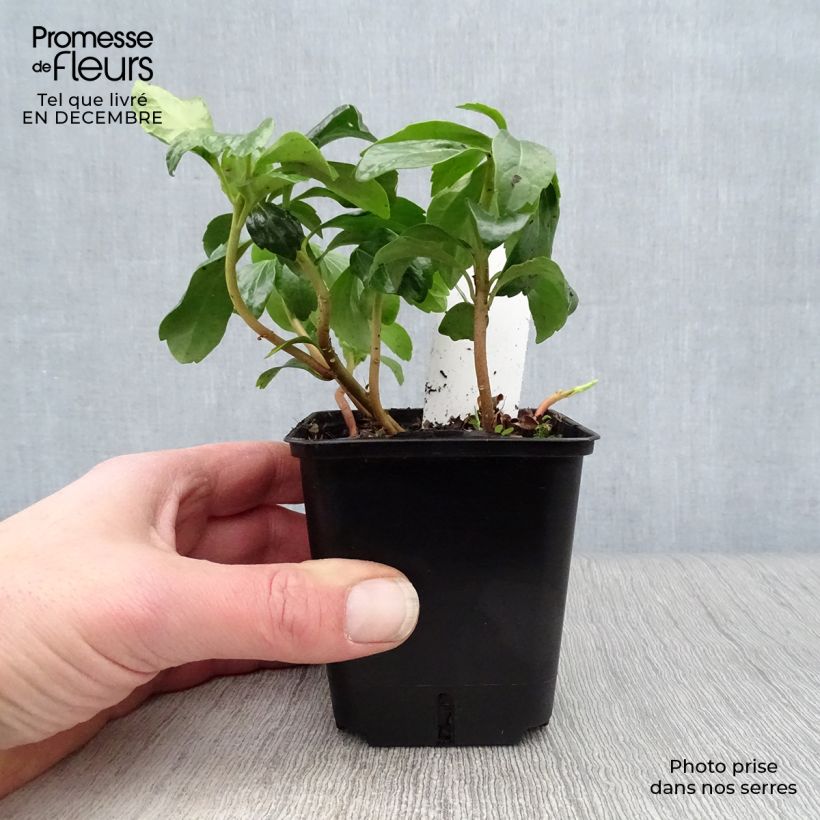 Pachysandra terminalis - Japanese Spurge 8/9 cm pot sample as delivered in winter