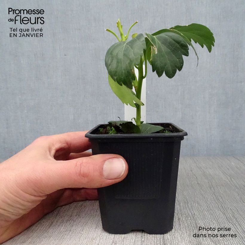 Pachysandra terminalis Green Carpet - Japanese Spurge 8/9 cm pot sample as delivered in winter