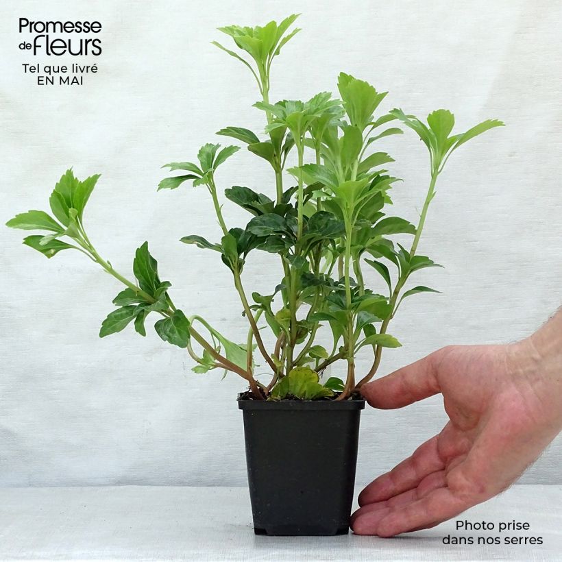 Pachysandra terminalis Green Sheen - Japanese Spurge 8/9 cm pot sample as delivered in spring
