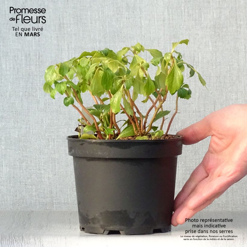 Pachysandra terminalis Green Sheen - Japanese Spurge 2L/3L pot sample as delivered in spring