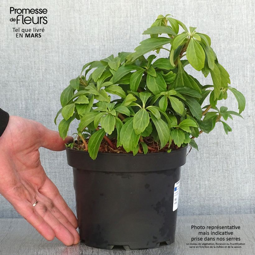 Pachysandra terminalis - Japanese Spurge 2L/3L pot sample as delivered in winter