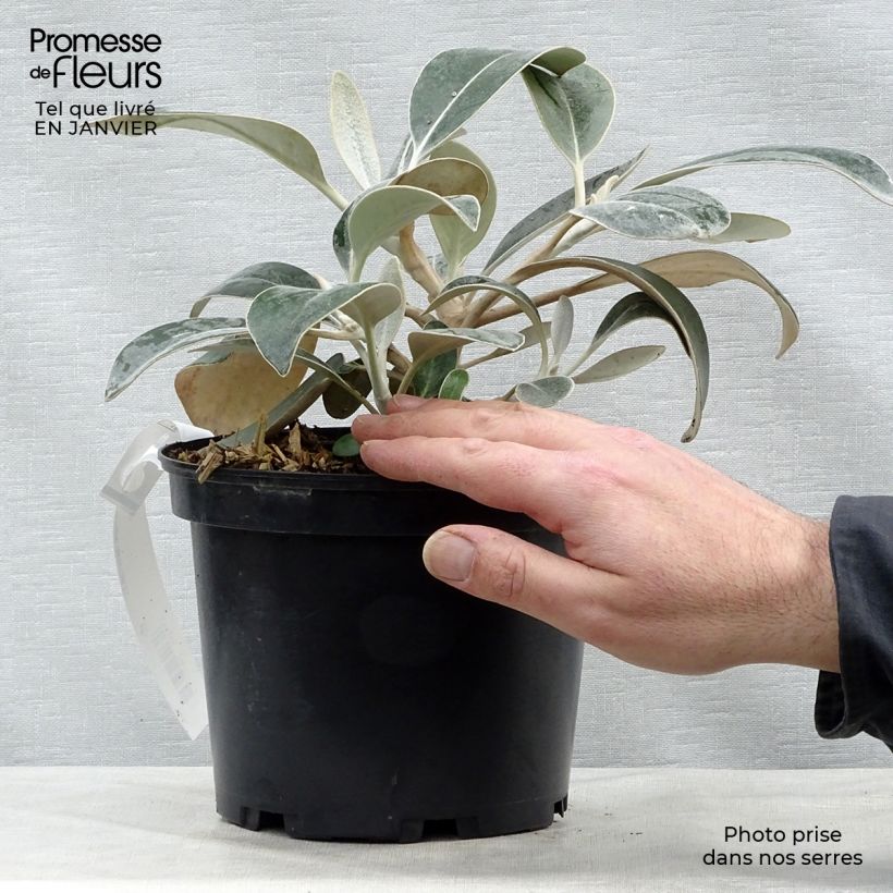 Pachystegia insignis Daizea 2L/3L pot sample as delivered in winter