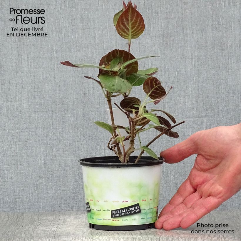 Paederia lanuginosa 1L/1.5L pot sample as delivered in winter