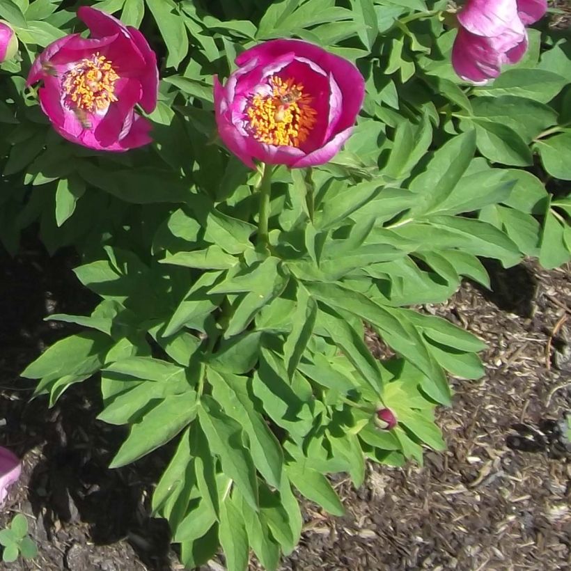 Paeonia humilis (Foliage)