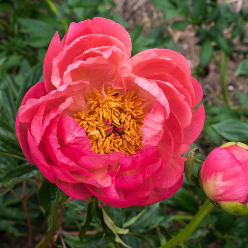 Paeonia lactiflora Coral Charm (Flowering)