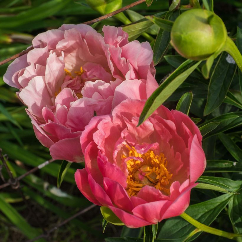 Paeonia lactiflora Pink Hawaiian Coral (Flowering)
