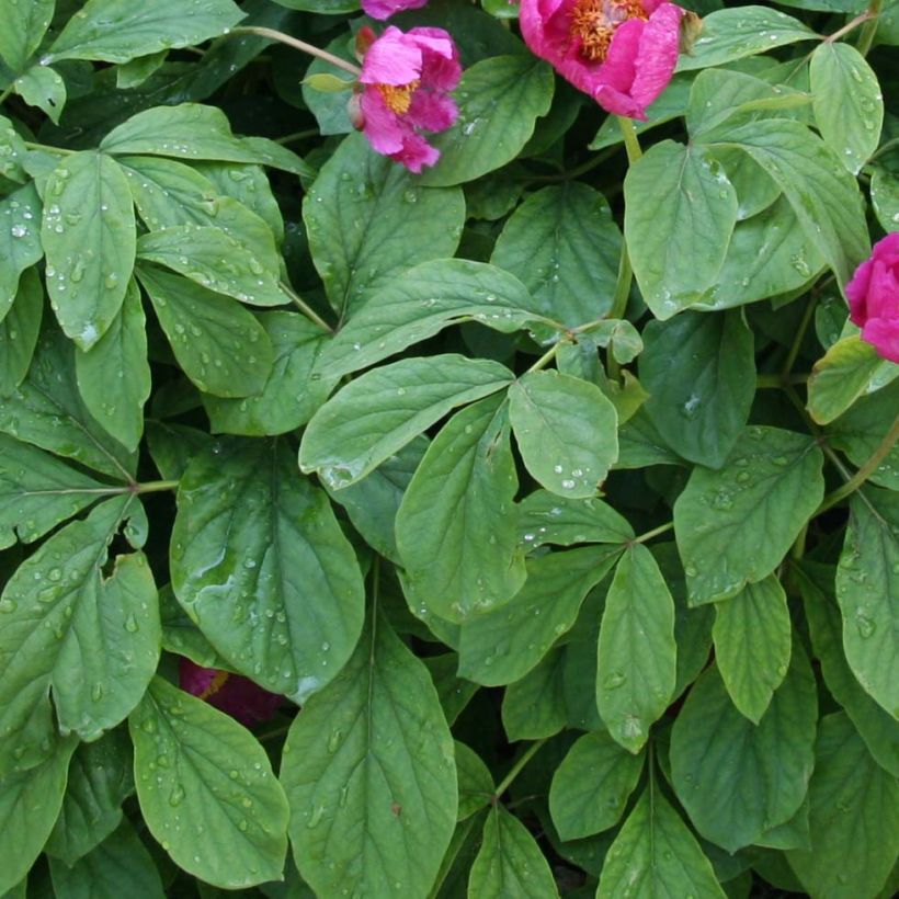 Paeonia mascula (Foliage)