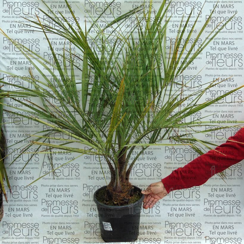 Example of Butia capitata - Wine Palm 7.5L/10L pot specimen as delivered