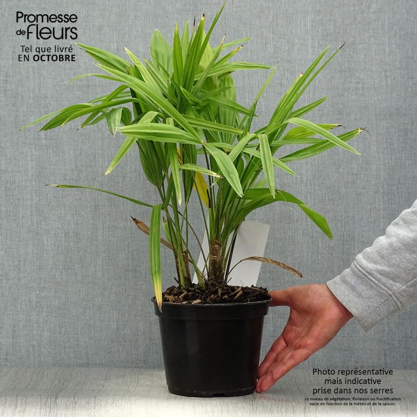 Trachycarpus fortunei - Chinese Windmill Palm 2L/3L pot sample as delivered in autumn