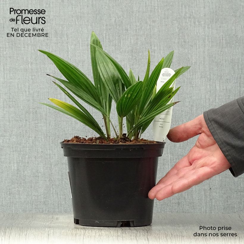 Trachycarpus fortunei - Chinese Windmill Palm 2L/3L pot sample as delivered in winter