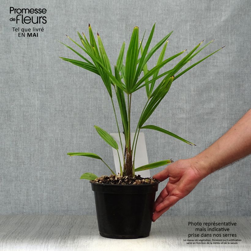 Trachycarpus fortunei - Chinese Windmill Palm 2L/3L pot sample as delivered in spring